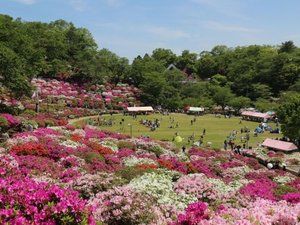 【西山公園　つつじ】GWを迎える頃に約5万株のつつじが咲き誇ります！