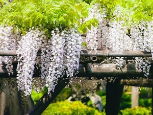 例年5月上旬～中旬に見頃を迎える藤の花。おすすめスポット藤島歴史公園Hisu花まで、当館からお車で約25分