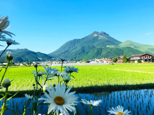 ・田園風景と由布岳