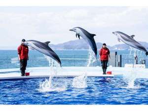 四国水族館　人気の海豚プール