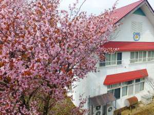 「御宿　上倉荘」の当館すぐそばにある桜。濃いピンク色がきれい！見頃は例年GW頃です。