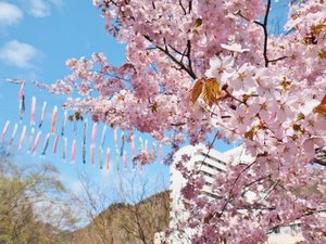 【渓流鯉のぼり】桜の開花と鯉のぼり。北海道ならではの幻想的な風景