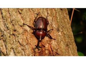 ・実際に野山を探索し、昆虫に会いに行こう！捕まえたカブトムシやクワガタはお持ち帰りいただけます♪