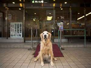 「ペットと泊れる温泉宿　だいこく館」の看板犬ラブがお待ちしております