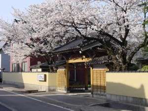 「かくれ里　清流荘」の4月　桜満開の時期になります。だいたい中旬位が見ごろとなります。