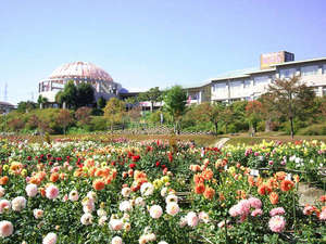 *お部屋からは隣接するダリヤ園(8~11月上旬開催)の花々をご覧いただけます。