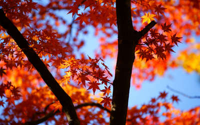 秋といえば紅葉 紅葉といえば秋 京急ｅｘホテル品川 旧京急ｅｘイン品川駅前 のブログ 宿泊予約は じゃらん