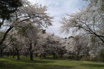 青森の桜を見に行く 六戸町 舘野公園 天然温泉 三社の湯 スーパーホテル八戸天然温泉のブログ 宿泊予約は じゃらん