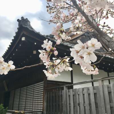 勧修寺の桜 京都山科 ホテル山楽のブログ 宿泊予約は じゃらん