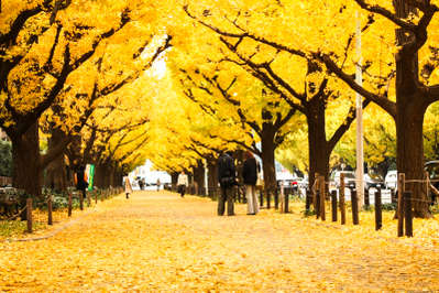 秋 おすすめの紅葉スポットを教えてください スーパーホテル品川 青物横丁 高濃度人工炭酸泉 銀杏の湯 のよくあるお問合せ 宿泊予約は じゃらん