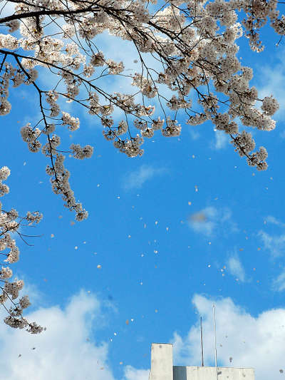 ホテル玄関前では 桜の花びらの雨が 鬼怒川温泉ホテルのブログ 宿泊予約は じゃらん