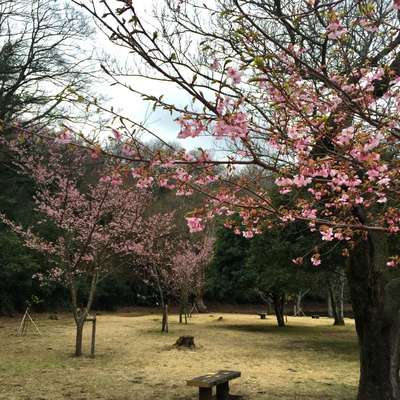 おおかん桜 ホテル伊東ガーデンのブログ 宿泊予約は じゃらん