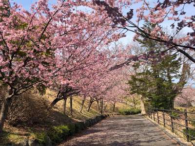 伊豆高原駅の大寒桜 ホテル伊東ガーデンのブログ 宿泊予約は じゃらん