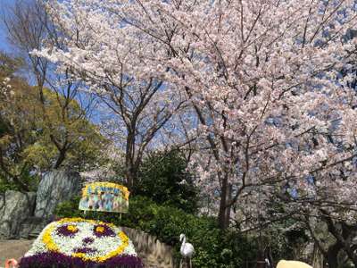 王子動物園 満開 3 30 ａｎａクラウンプラザホテル神戸のブログ 宿泊予約は じゃらん