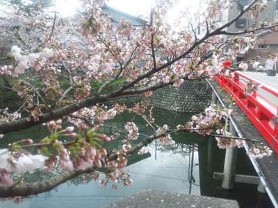 春になりましたっ 高岡古城公園桜まつり開催 ホテルニューオータニ高岡のブログ 宿泊予約は じゃらん