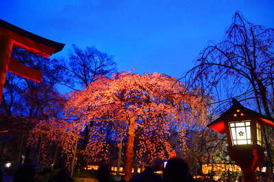 平野神社 夜桜ライトアップ Hotel Pagong With M S 21年6月10日グランドオープン のブログ 宿泊予約は じゃらん