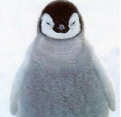エンペラーペンギンの赤ちゃん誕生 紀州 白浜温泉 むさしのブログ 宿泊予約は じゃらん