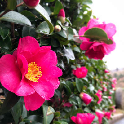 花言葉は 永遠の愛 ロマンチックな花が見頃です 奥伊根温泉 油屋のブログ 宿泊予約は じゃらん