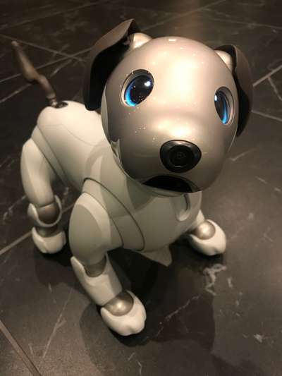 最新犬型ロボット Aibo がやってきました 変なホテル東京西葛西 シャトルバスで舞浜方面へ楽々アクセスのブログ 宿泊予約は じゃらん