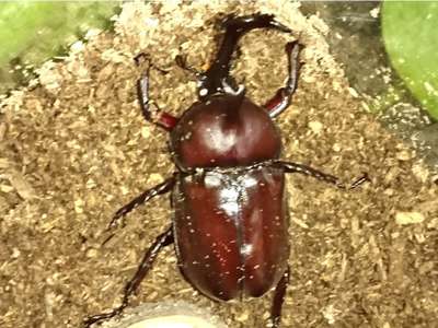 今年も捕れます カブトムシ クワガタも捕れます 夕凪の湯 ｈｏｔｅｌ花樹海 夜景の見える天然温泉のブログ 宿泊予約は じゃらん