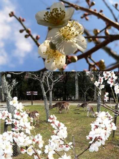 梅便り 咲き始め 奈良公園の片岡梅林 かんぽの宿 奈良のブログ 宿泊予約は じゃらん