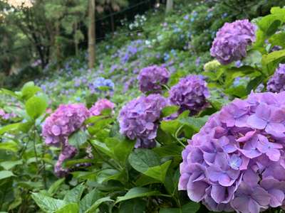 秋葉公園の紫陽花 ホテルルートイン御前崎のブログ 宿泊予約は じゃらん