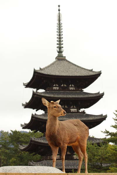 興福寺の国宝 五重塔を日航奈良限定で特別公開 ホテル日航奈良のお知らせ 宿泊予約は じゃらん