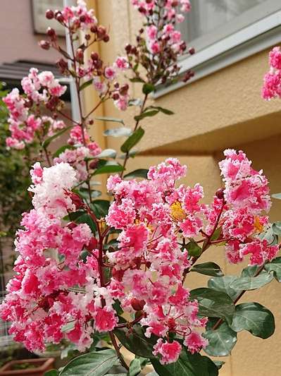 秋の花木 グリーンリッチホテル鹿児島天文館のブログ 宿泊予約は じゃらん