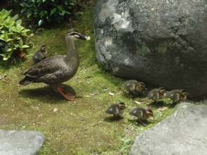 かわいいカルガモの親子 日本庭園を愛でる もみの木の宿 明治荘のブログ 宿泊予約は じゃらん