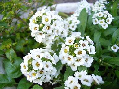 11月19日の誕生花 熱海伊豆山温泉 ラビスタ伊豆山のブログ 宿泊予約は じゃらん