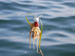 釣れてます 大人気のイイダコ釣り ゆけむりの宿 美湾荘のブログ 宿泊予約は じゃらん
