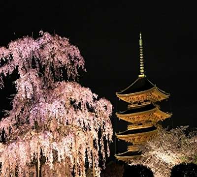 東寺 夜桜ライトアップ ホテルリソル京都 河原町三条のブログ 宿泊予約は じゃらん