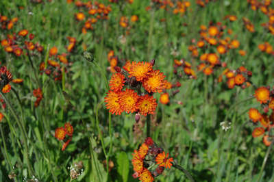 ニセコ泉郷の公園に群生するオレンジの花が見事です ニセコひらふ 泉郷レンタルコテージのブログ 宿泊予約は じゃらん