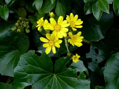 つわぶきの花 に込められた想い そのぎ茶温泉里山の湯宿 つわぶきの花のブログ 宿泊予約は じゃらん