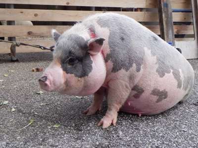 可愛い豚たちもいます 高知グリーンホテル はりまや橋 繁華街近く のブログ 宿泊予約は じゃらん