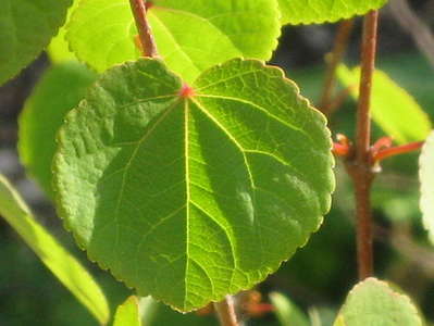 癒しの植物 ハートの葉 カツラの木 うちの宿自慢特集 じゃらんnet