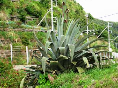 巨大植物 竜舌欄 絶景の宿 堂ヶ島ホテル天遊のブログ 宿泊予約は じゃらん