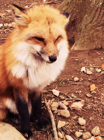 キツネはかわいいー蔵王キツネ村 ご当地グルメ特集 じゃらんnet