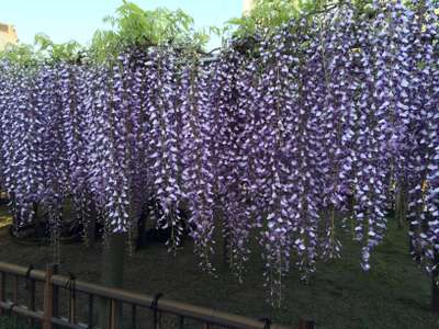 銚子の五月は妙福寺の臥龍の藤 藤まつり開催 絶景特集 じゃらんnet