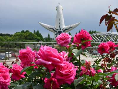 週末は 万博記念公園ローズフェスタへ 大阪東急reiホテルのブログ 宿泊予約は じゃらん