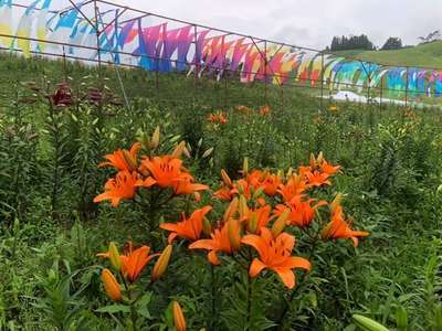 びわこ箱館山ゆり園 早咲きのゆりが咲き始めています 奥琵琶湖マキノグランドパークホテルのブログ 宿泊予約は じゃらん