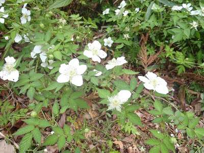 野イチゴの花 群生しています うちの宿自慢特集 じゃらんnet