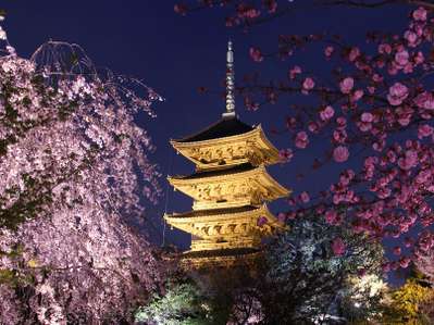 東寺さん 春の夜桜ライトアップ中 グリーンリッチホテル京都駅南 本館 清采館 人工温泉二股湯の華のブログ 宿泊予約は じゃらん