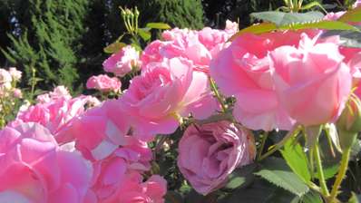 京都府立植物園のバラ アリストンホテル京都十条 18年5月10日オープン のブログ 宿泊予約は じゃらん