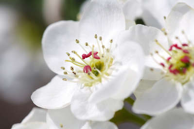 梨の花 リンゴの花 違いは分かりますか 信州湯田中温泉 よろづやアネックス湯楽庵のブログ 宿泊予約は じゃらん