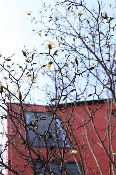 白い花の春のお花は桜だけじゃないんです 水辺のホテル 小さな白い花のブログ 宿泊予約は じゃらん