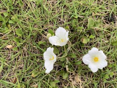 ガーデンに小さな白い花が咲きました 水辺のホテル 小さな白い花のブログ 宿泊予約は じゃらん