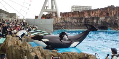 シャチに会える名古屋港水族館 名古屋栄グリーンホテルのブログ 宿泊予約は じゃらん