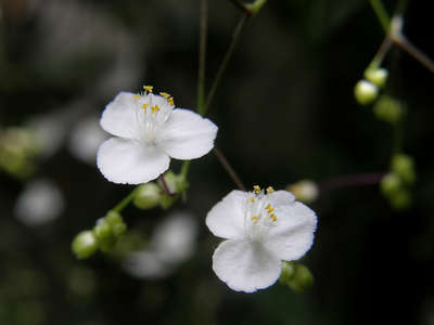 綺麗な花見つけました リエッタ中山のブログ 宿泊予約は じゃらん