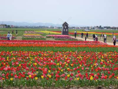 花のスター街道